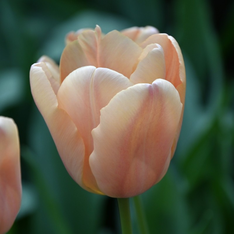Tulipa 'Apricot Fox' Tulipa 'Apricot Fox'