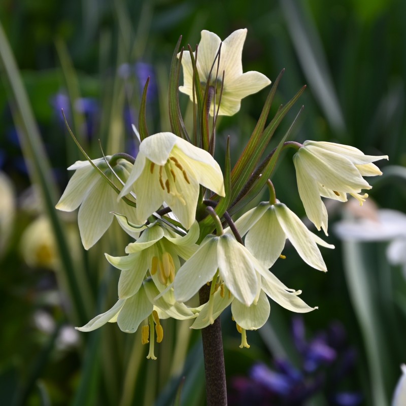 Fritillaria raddeana Fritillaria raddeana