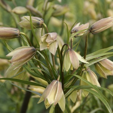 Fritillaria raddeana Fritillaria raddeana