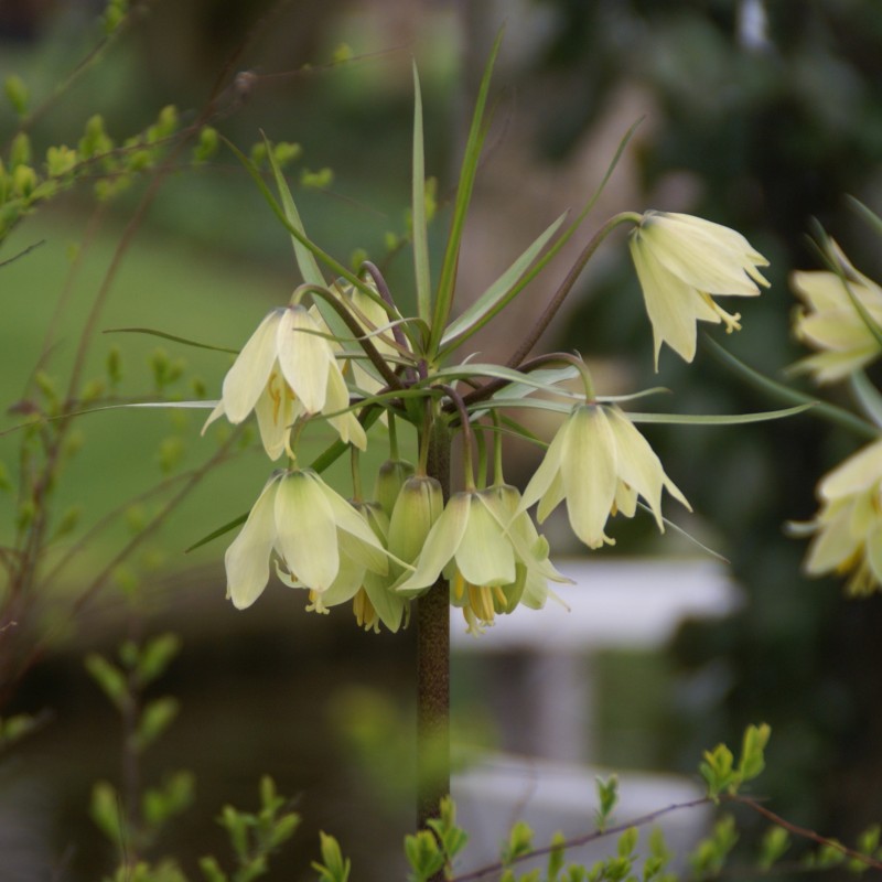 Fritillaria raddeana Fritillaria raddeana