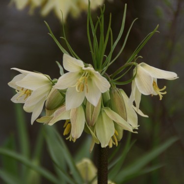 Fritillaria raddeana Fritillaria raddeana