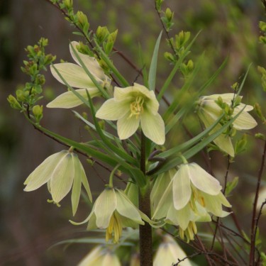 Fritillaria raddeana Fritillaria raddeana