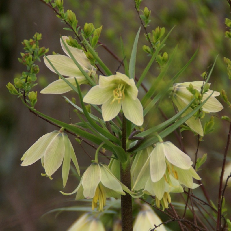 Fritillaria raddeana Fritillaria raddeana
