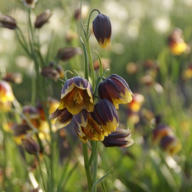 Fritillaria reuteri Fritillaria reuteri
