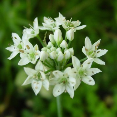 Allium tuberosum Allium tuberosum