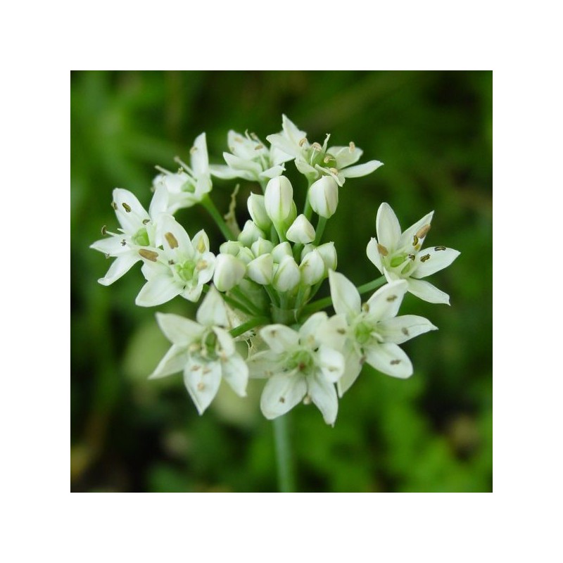 Allium tuberosum Allium tuberosum