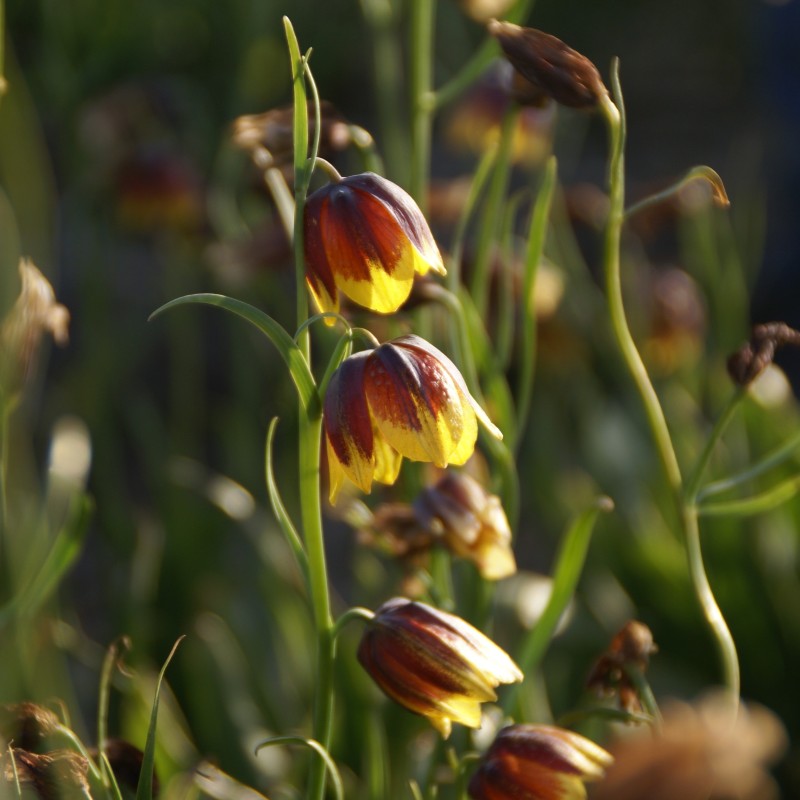 Fritillaria reuteri Fritillaria reuteri