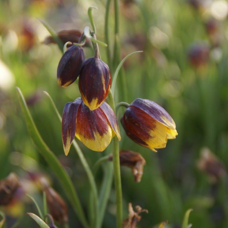 Fritillaria reuteri Fritillaria reuteri
