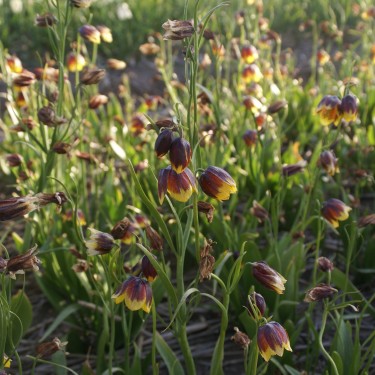 Fritillaria reuteri Fritillaria reuteri