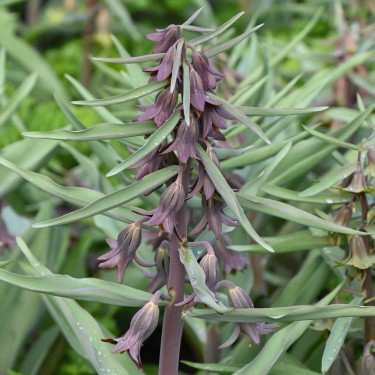 Fritillaria sewerzowii Fritillaria sewerzowii