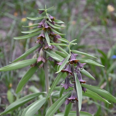 Fritillaria sewerzowii Fritillaria sewerzowii