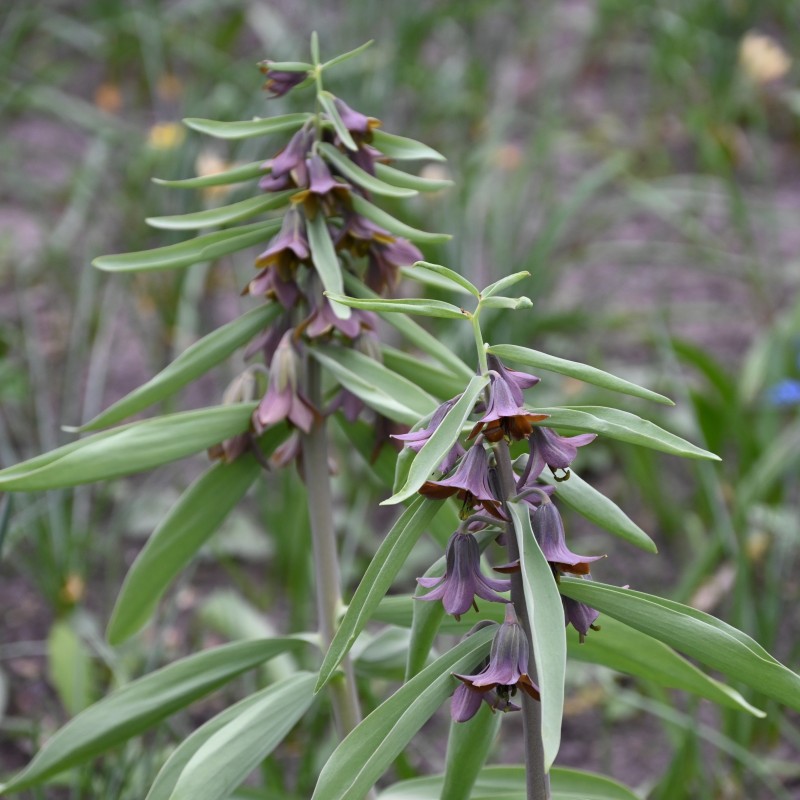 Fritillaria sewerzowii Fritillaria sewerzowii