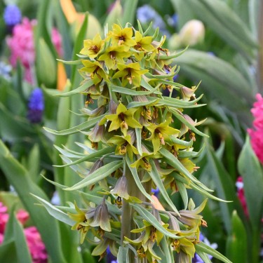 Fritillaria sewerzowii Fritillaria sewerzowii