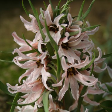Fritillaria stenanthera