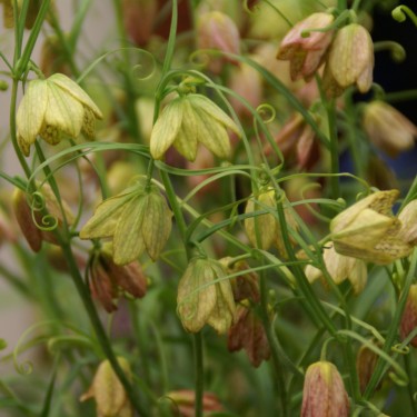 Fritillaria thunbergii Fritillaria thunbergii