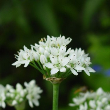Allium tuberosum Allium tuberosum