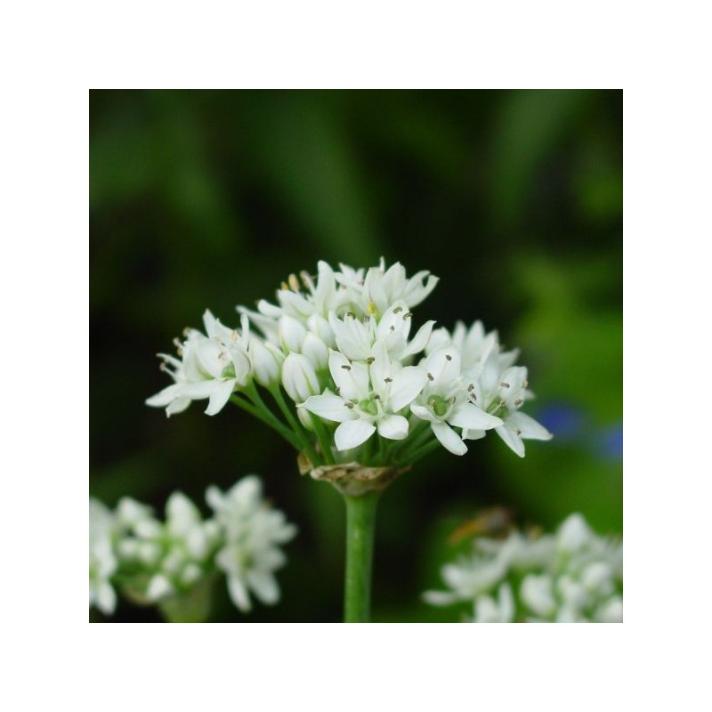 Allium tuberosum Allium tuberosum