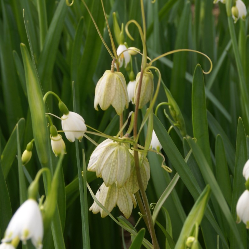 Fritillaria thunbergii Fritillaria thunbergii