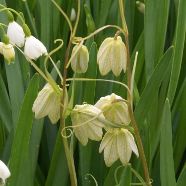 Fritillaria thunbergii Fritillaria thunbergii