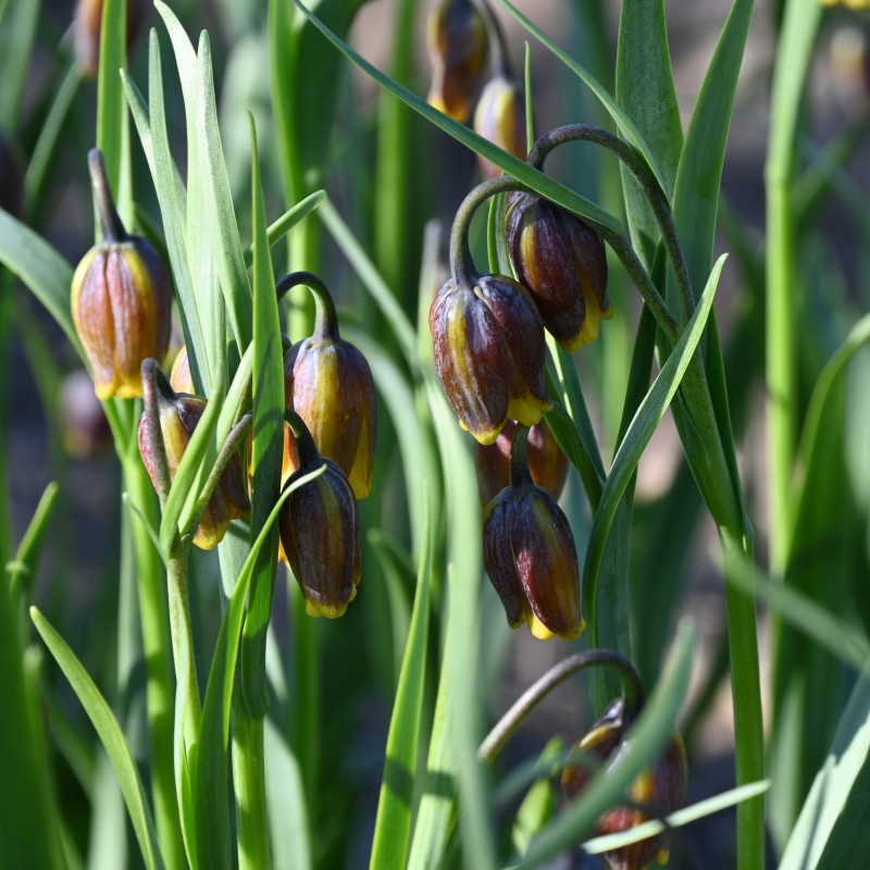 Fritillaria uva-vulpis Fritillaria uva-vulpis