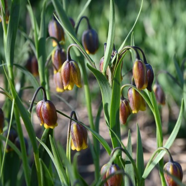 Fritillaria uva-vulpis Fritillaria uva-vulpis