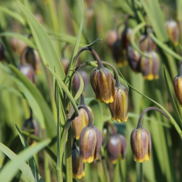 Fritillaria uva-vulpis Fritillaria uva-vulpis