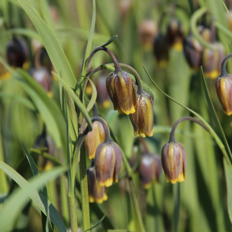 Fritillaria uva-vulpis Fritillaria uva-vulpis