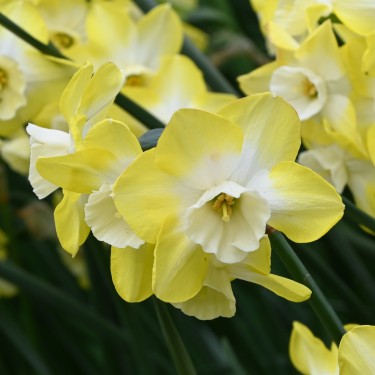 Narcissus 'Regeneration'