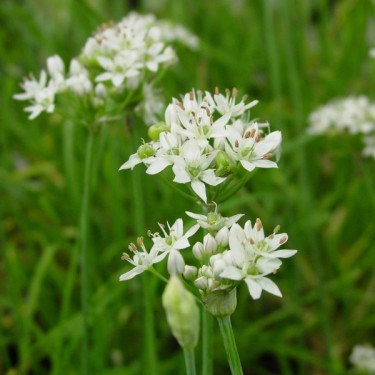 Allium tuberosum Allium tuberosum