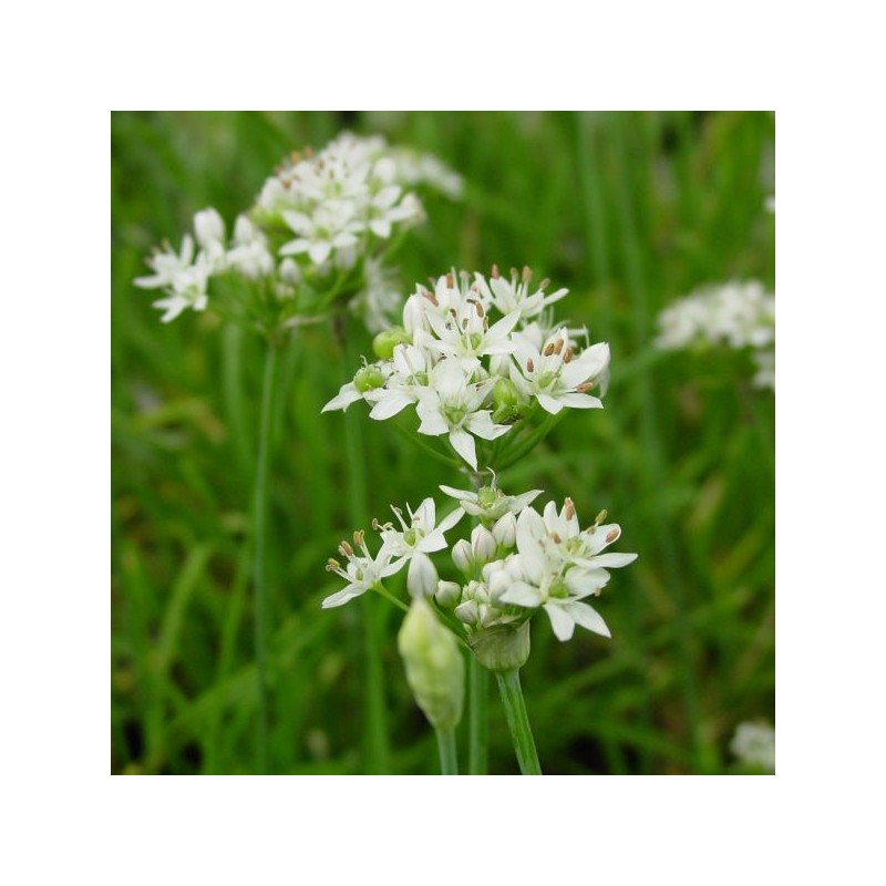 Allium tuberosum Allium tuberosum