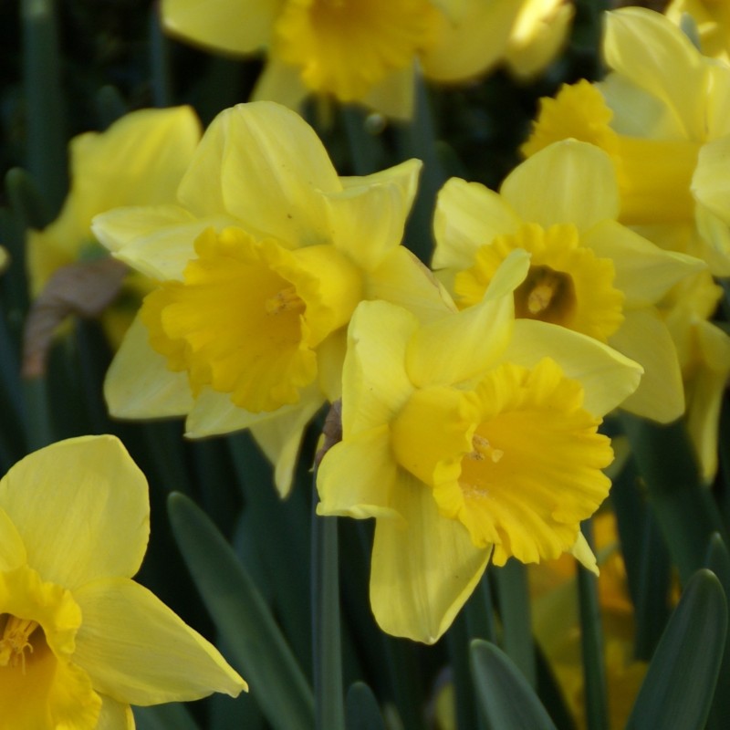Narcissus 'Rijnveld's Early Sensation' Narcissus 'Rijnveld's Early Sensation'