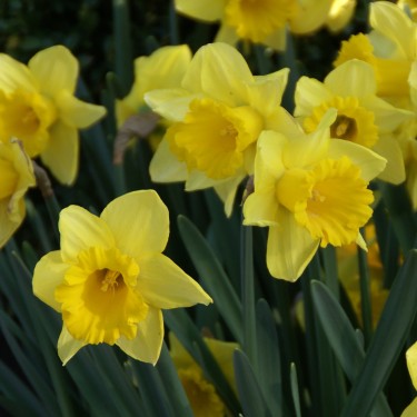 Narcissus 'Rijnveld's Early Sensation' Narcissus 'Rijnveld's Early Sensation'