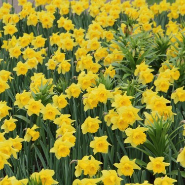 Narcissus 'Rijnveld's Early Sensation' Narcissus 'Rijnveld's Early Sensation'