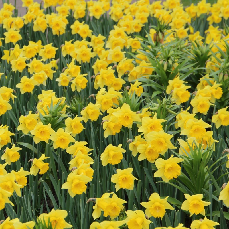 Narcissus 'Rijnveld's Early Sensation' Narcissus 'Rijnveld's Early Sensation'