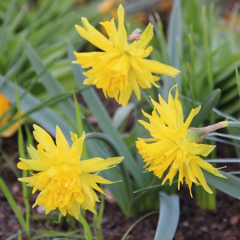 Narcissus 'Rip van Winkle' Narcissus 'Rip van Winkle'