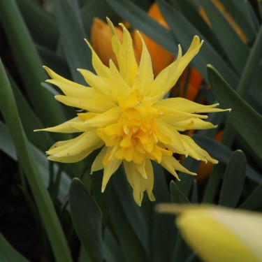 Narcissus 'Rip van Winkle'