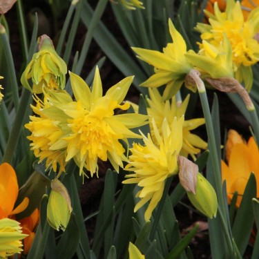 Narcissus 'Rip van Winkle' Narcissus 'Rip van Winkle'