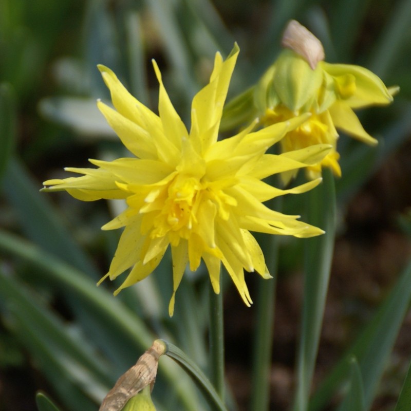 Narcissus 'Rip van Winkle' Narcissus 'Rip van Winkle'