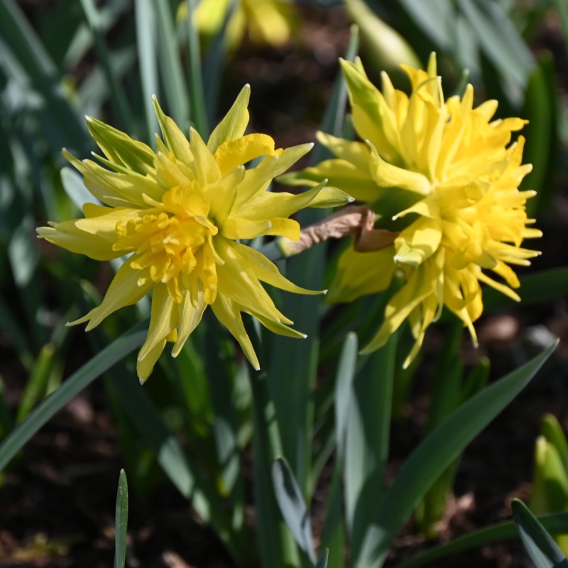 Narcissus 'Rip van Winkle' Narcissus 'Rip van Winkle'