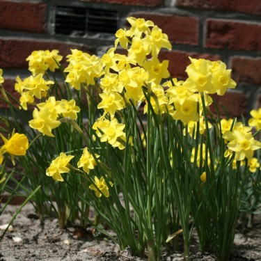 Narcissus 'Sabrosa' Narcissus 'Sabrosa'
