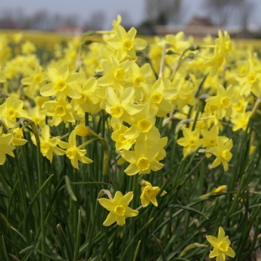 Narcissus 'Sabrosa' Narcissus 'Sabrosa'