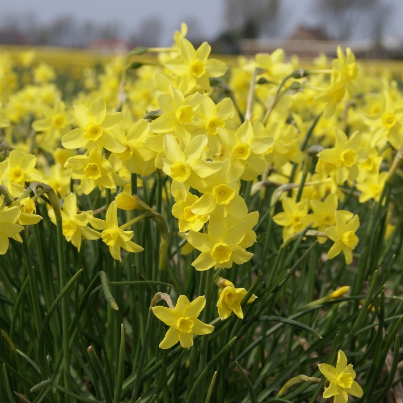 Narcissus 'Sabrosa' Narcissus 'Sabrosa'