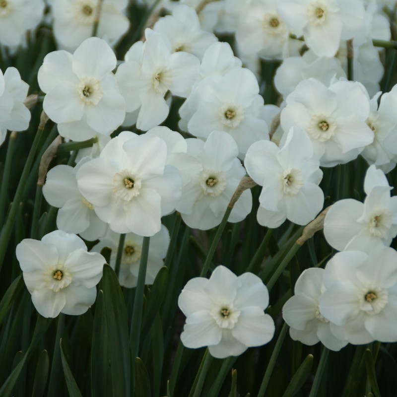 Narcissus 'Sea Princess' Narcissus 'Sea Princess'