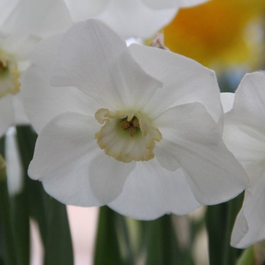 Narcissus 'Sea Princess' Narcissus 'Sea Princess'