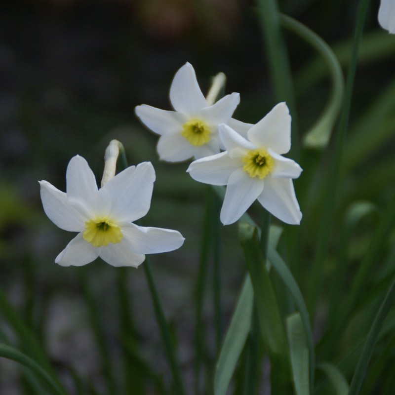 Narcissus 'Segovia' Narcissus 'Segovia'