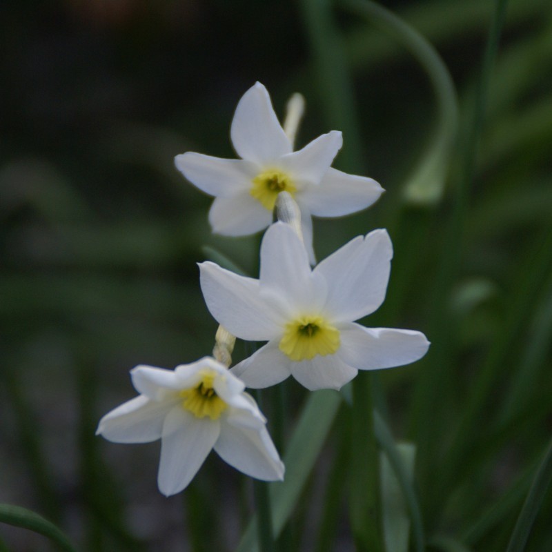 Narcissus 'Segovia' Narcissus 'Segovia'