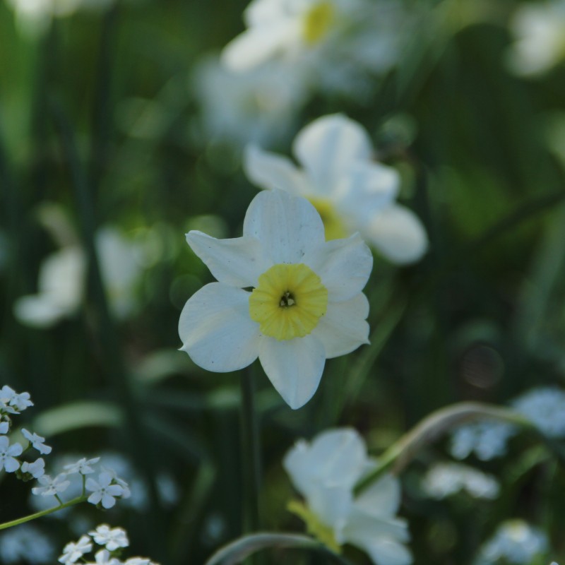 Narcissus 'Segovia' Narcissus 'Segovia'