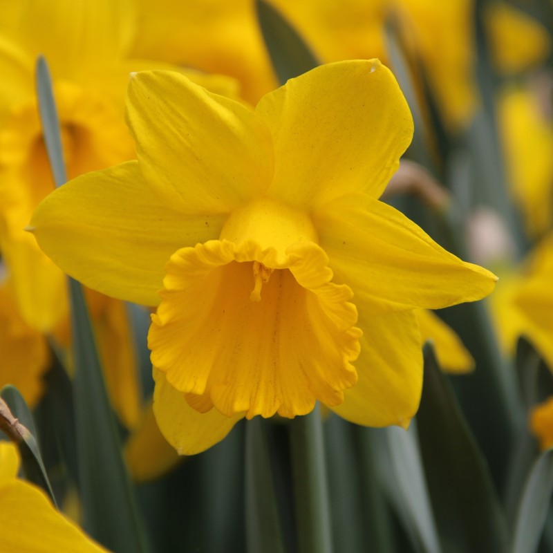 Narcissus 'Sint Victor' Narcissus 'Sint Victor'