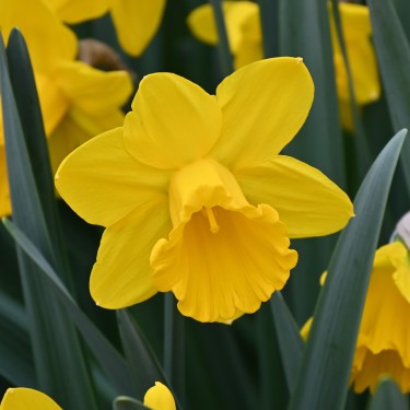Narcissus 'Sint Victor' Narcissus 'Sint Victor'