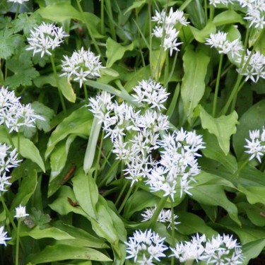 Allium ursinum subsp. ursinum